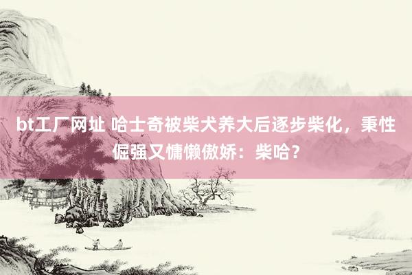 bt工厂网址 哈士奇被柴犬养大后逐步柴化，秉性倔强又慵懒傲娇：柴哈？